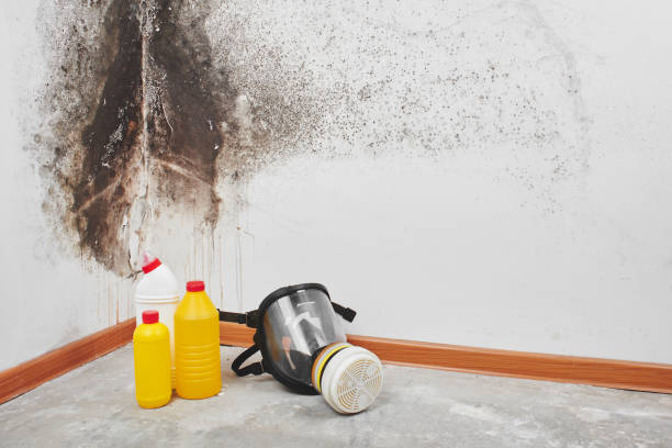 Best Affordable Mold Removal  in Danville, IN