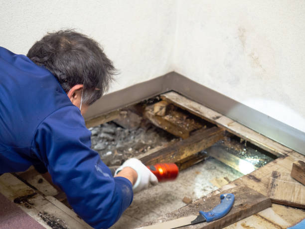 Best Mold Cleaning Services  in Danville, IN