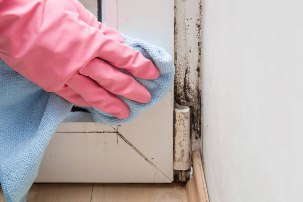 Best Affordable Mold Removal  in Danville, IN