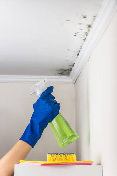 Best Black Mold Removal  in Danville, IN